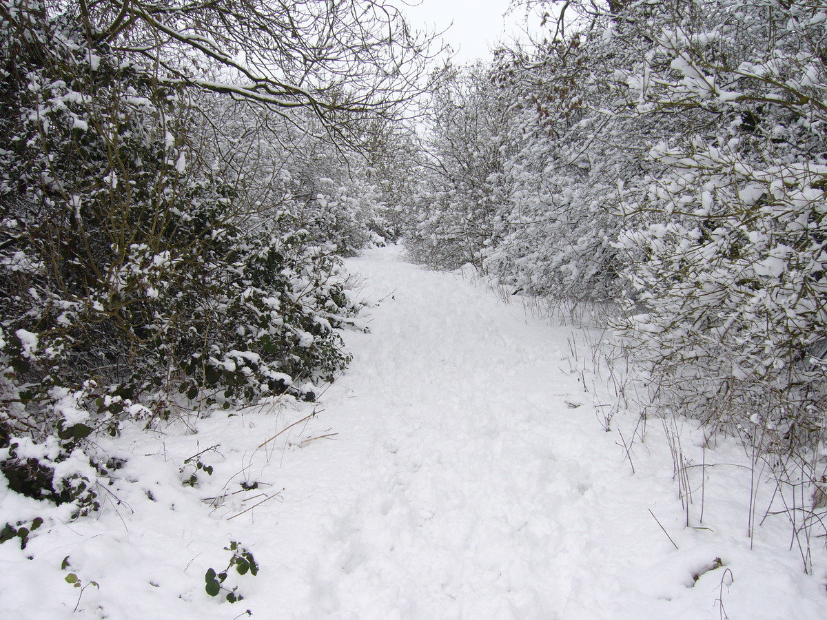 Pocket Park in the Snow